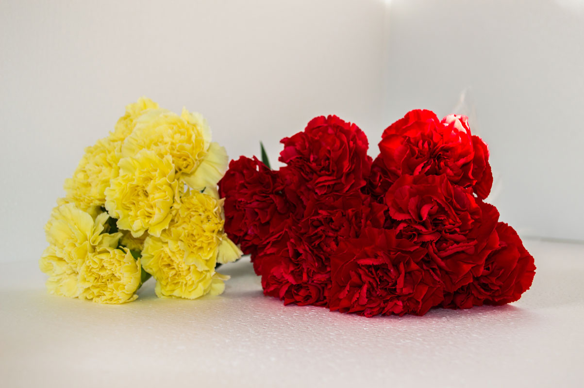 Red and Yellow Sim Carnation